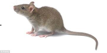 最新老鼠爆料新闻报道内容,揭秘娱乐圈惊人内幕